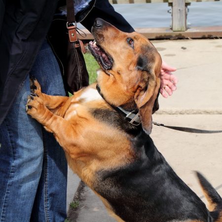 chien accueil les invités