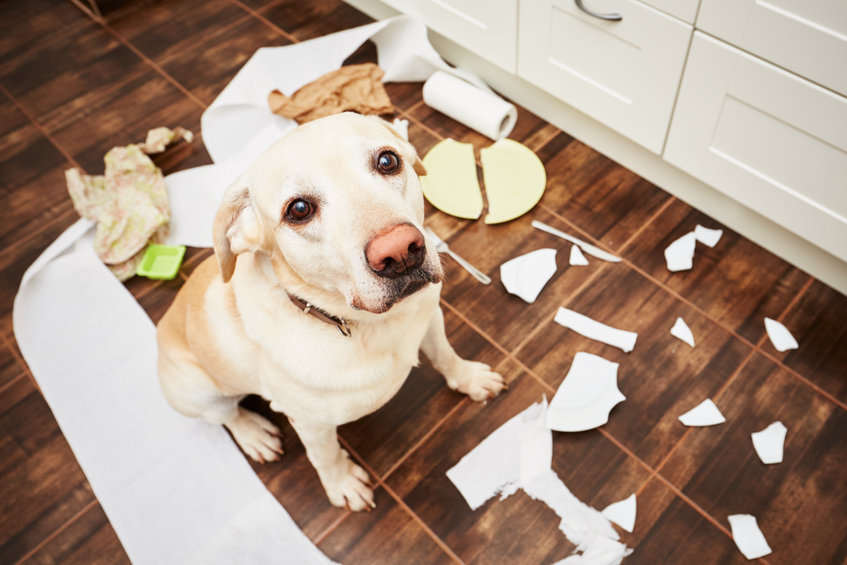 chien fait des bêtises 