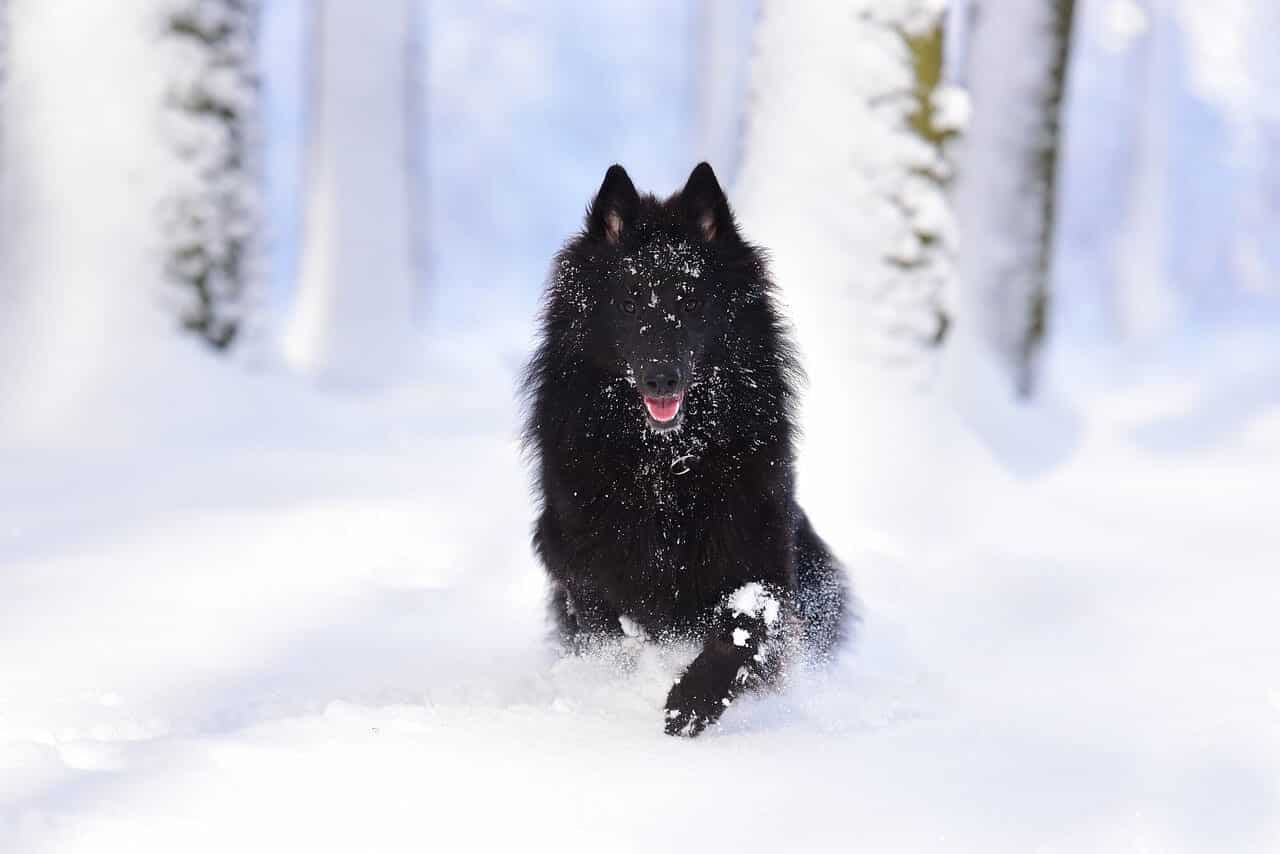 chien noir dans la neige