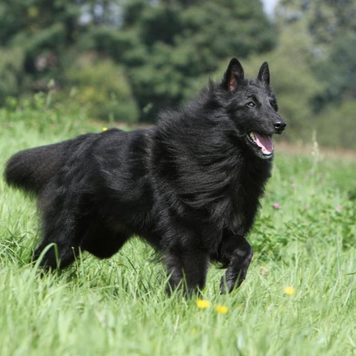 Groenendael dans l'herbe