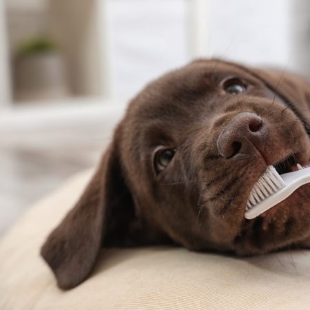 chien se fait brosser les dents