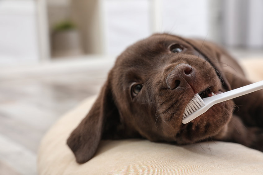 chien se fait brosser les dents 