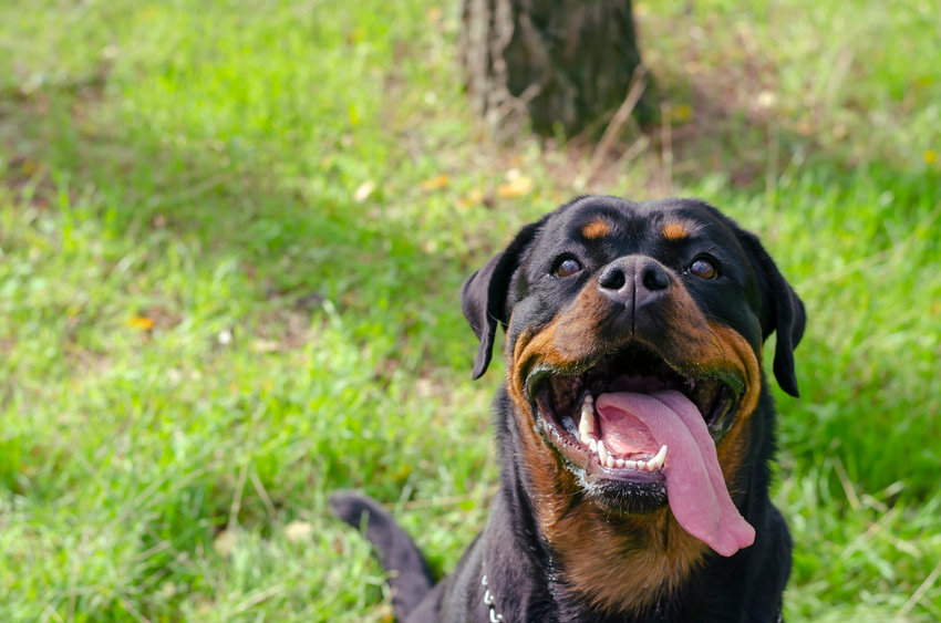 rottweiler wouf wouf