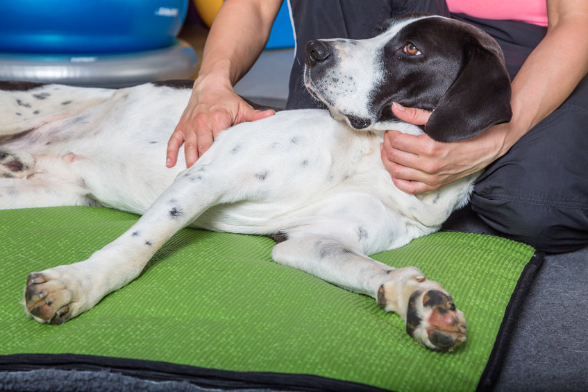 ostéopathe pour chien