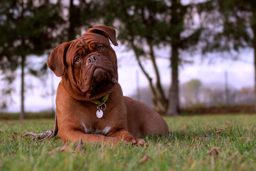 chien avec enfant