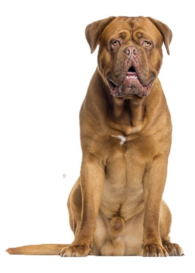 Dogue de Bordeaux