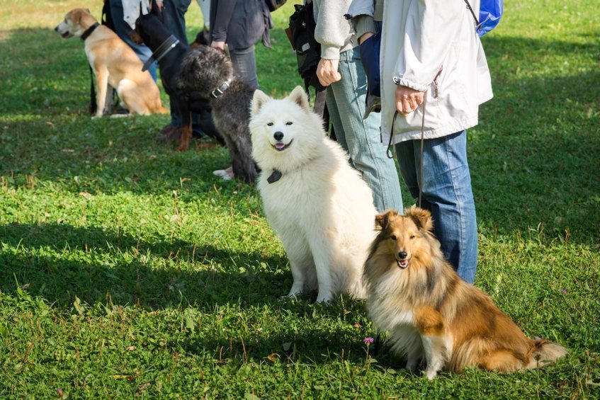 éducateur canin