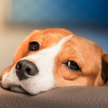 chien en mauvaise santé