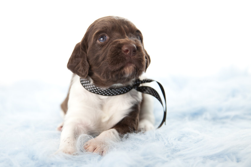 Small Munsterlander puppy