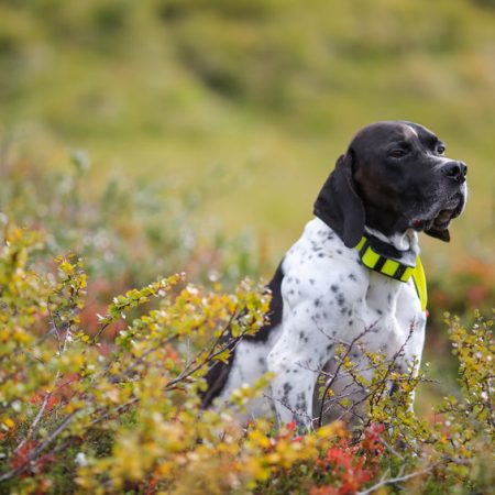 GPS pour chien