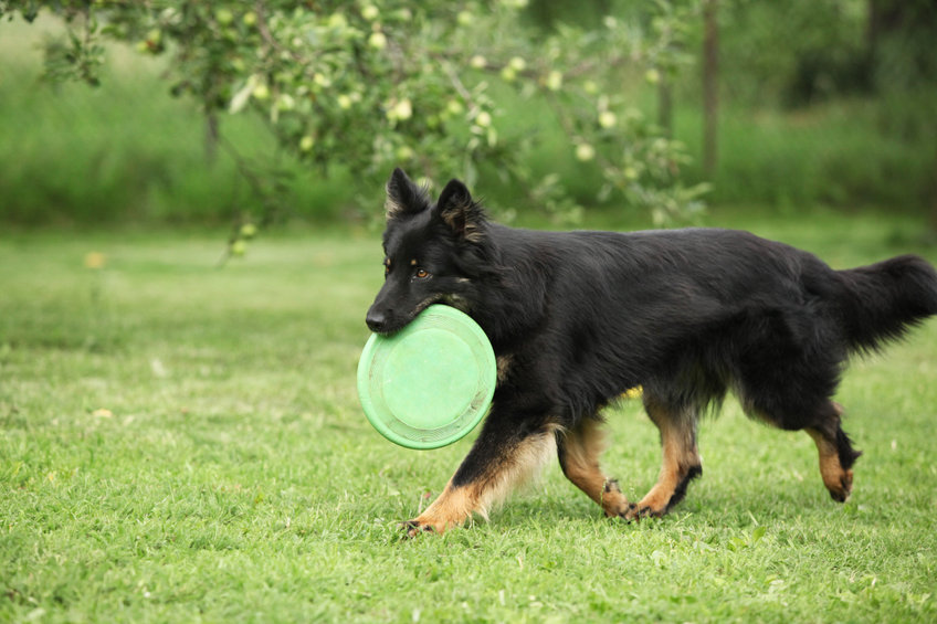 Bohemian Shepherd Dog.