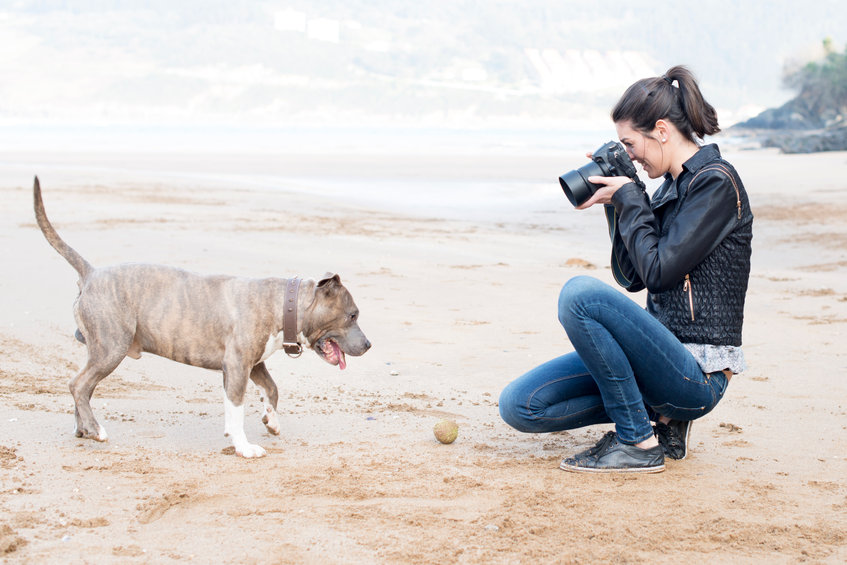 photographe pour chien