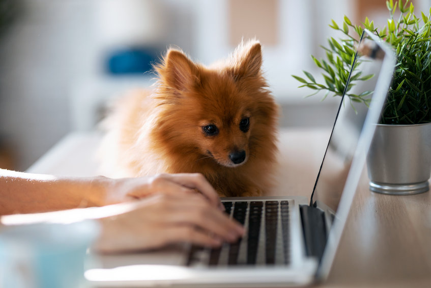 chien devant ordinateur