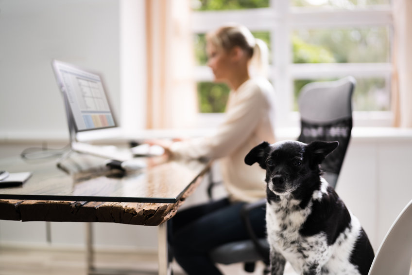 télétravail avec son chien